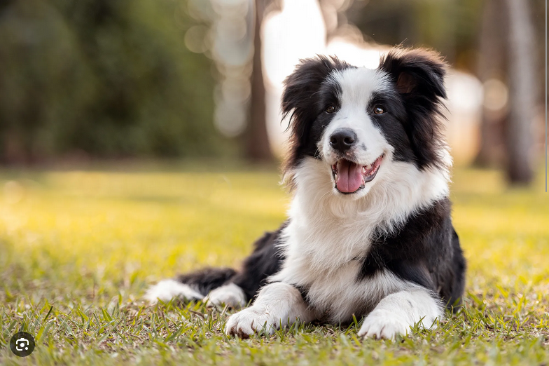 Dog Poop Pickup in Hartland Michigan