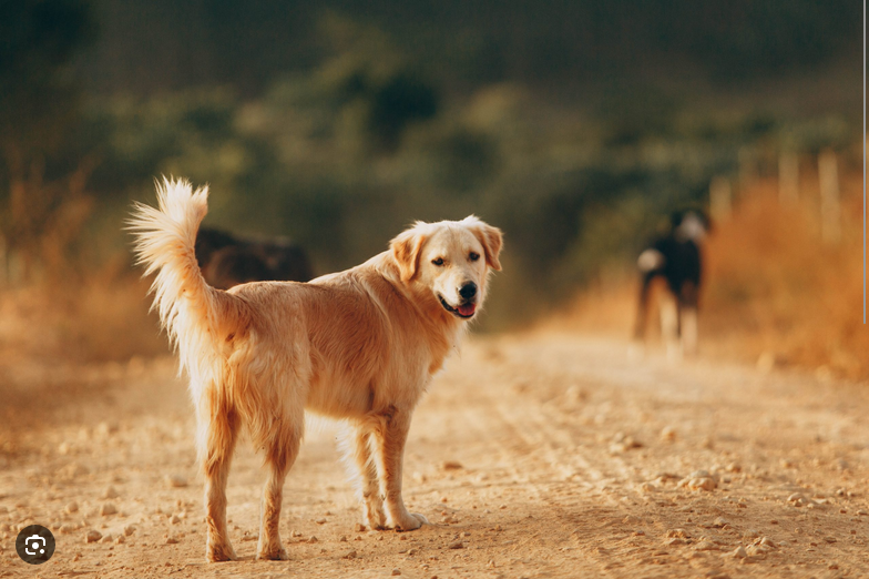 Dog Poop Pickup in Hartland Michigan