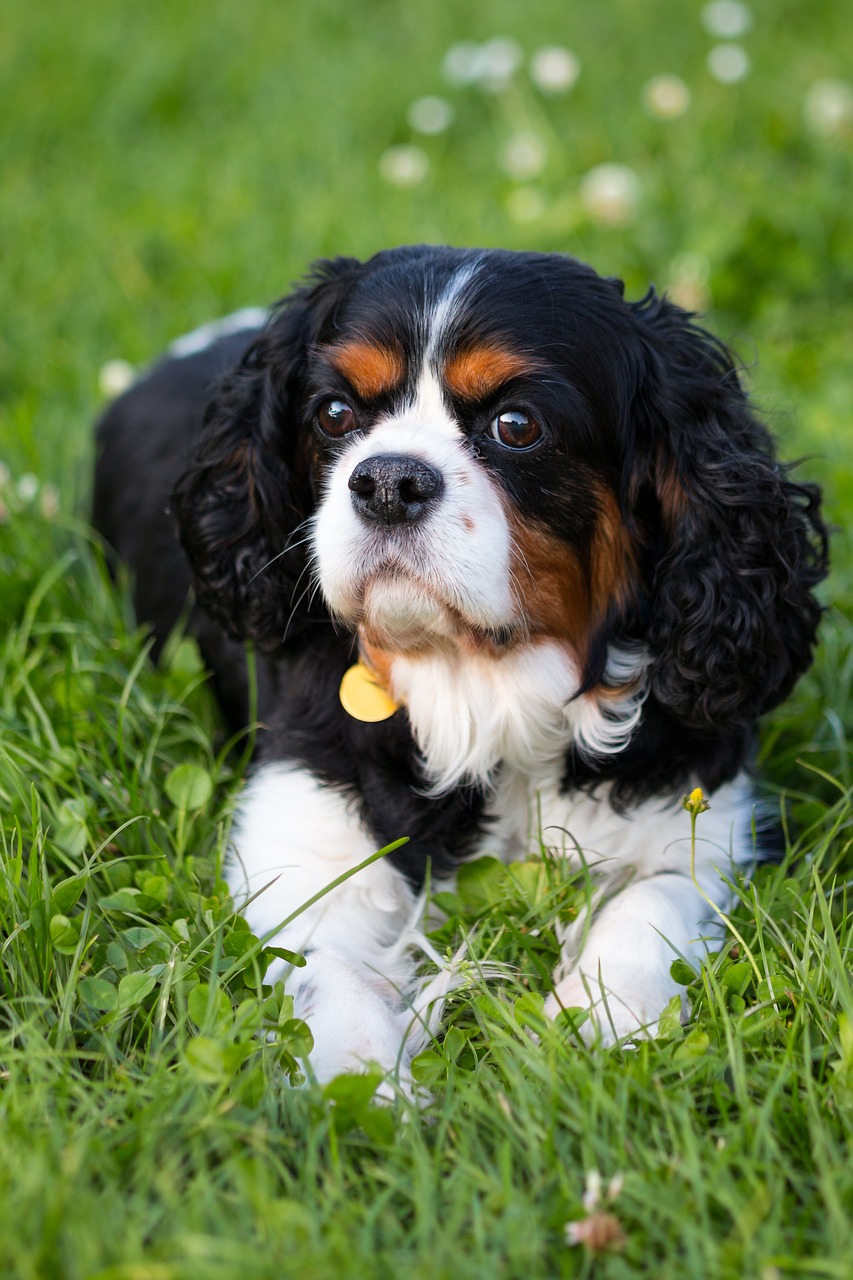 Dog Poop Pickup in Hartland Michigan